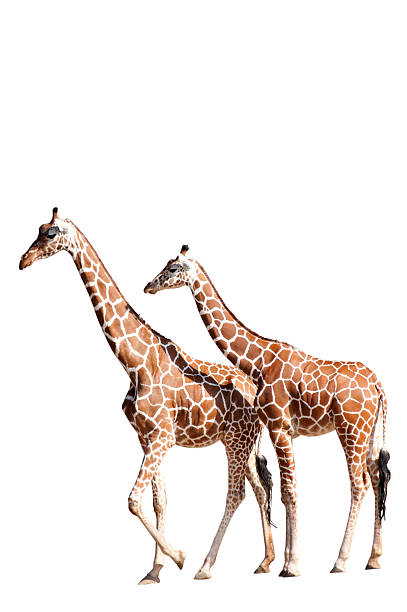 istock Giraffes Isolated on White 505468411