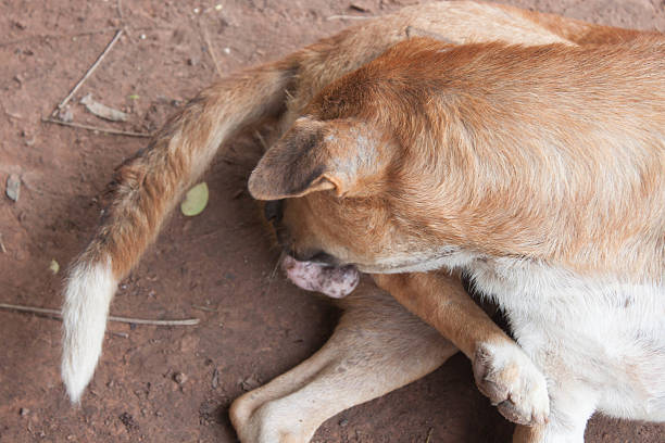 istock Dogs are scratching your ass 505468777