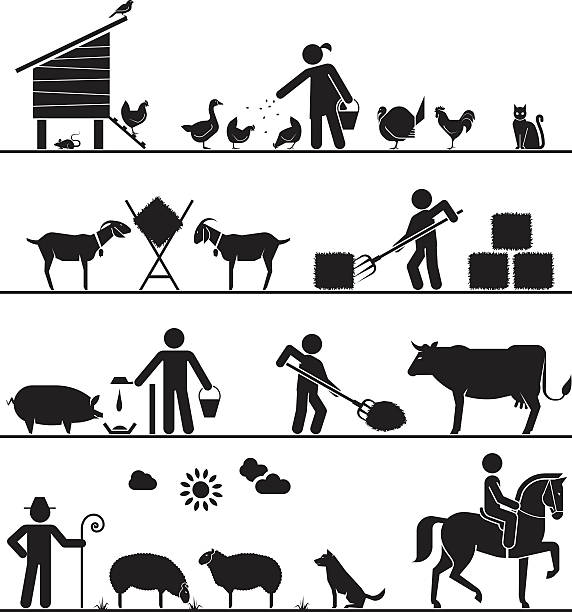 Pictogram icons presenting feeding of domestic animals on the farm. Feeding chickens and poultry, feeding goats with hay, feeding pigs and cattle, grazing sheep, riding horse. Agriculture icons. goat pen stock illustrations