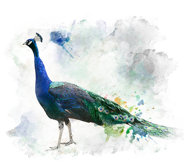 istock Watercolor Image Of Peacock 505469513