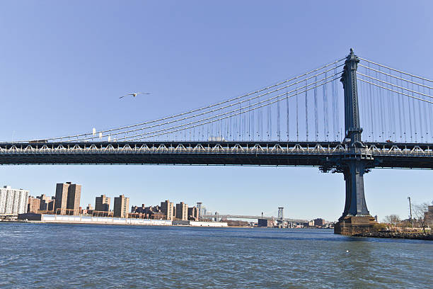 istock Seagull on Brooklyn Bridge at New York 505469972