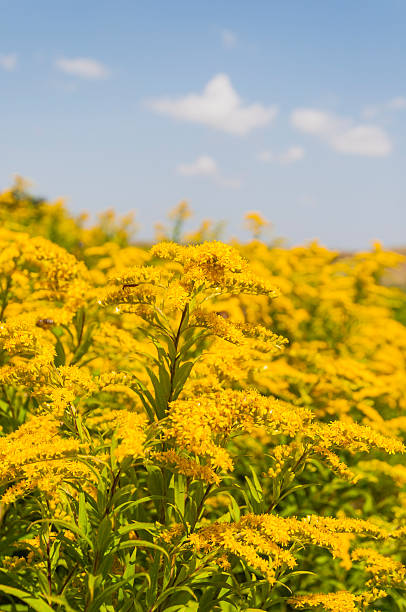 istock Solidago Gigantea Aiton 505470089