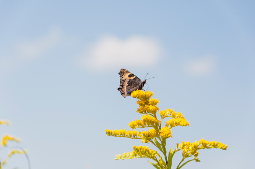 Butterfly on yellow flowers nourished on nectar