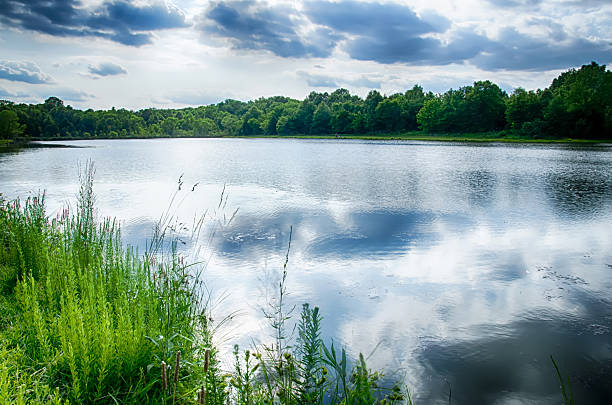 istock green plants by the remote lake 505470345