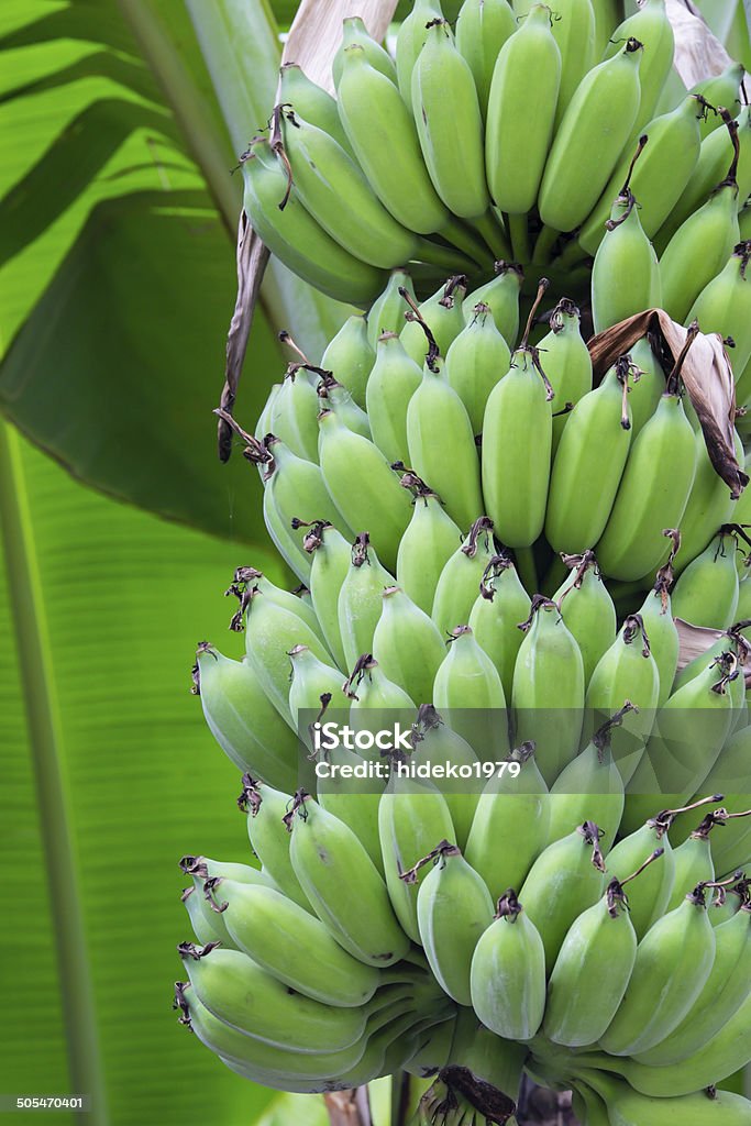 green banana on tree Agriculture Stock Photo