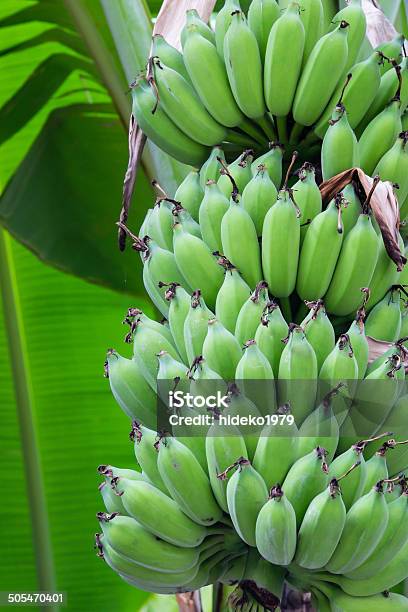 Green Banana On Tree Stock Photo - Download Image Now - Agriculture, Banana, Banana Leaf