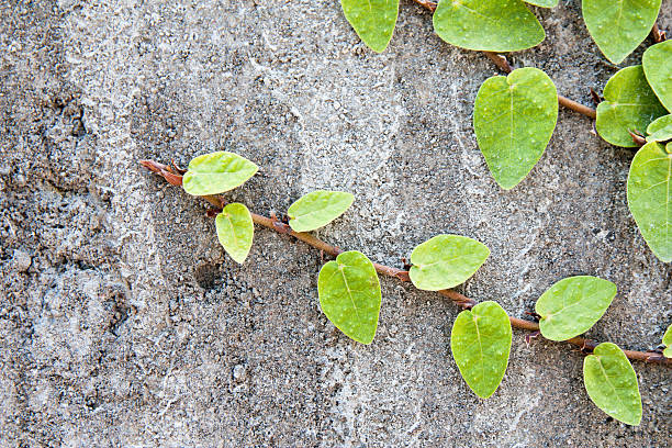 Close-up of green creeper plant growing over weathered concrete wall