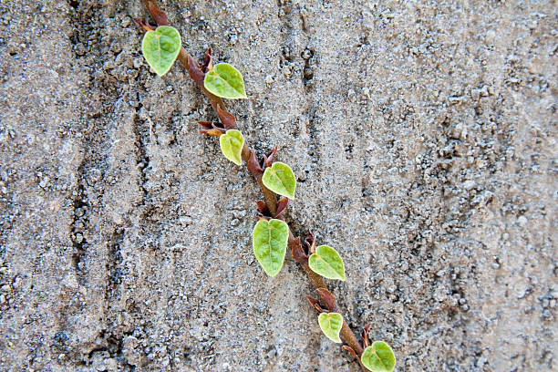 istock Coatbuttons, Mexican daisy on the wall 505470998