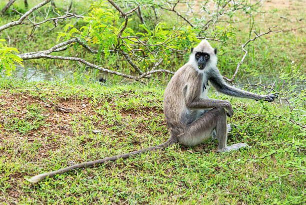 istock Tufted grey langur in Yala, Sri Lanka 505472020