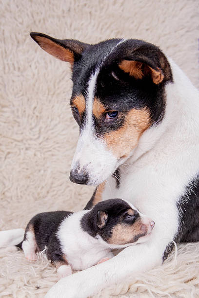istock Newborn basenji puppy with mother 505472255