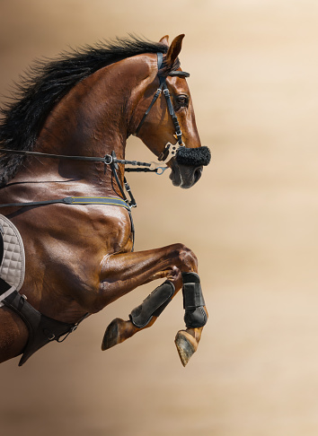 Close-up of chestnut jumping horse  in a hackamore on blurry backgrounds