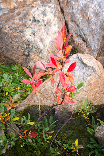 Downy willow or salix lapponum growing among boulders in the mountains of Jotunheimen National Park in Norway in late summer or early fall. The colour of the leaves are turning from green to yellow and red.