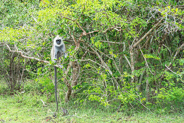 istock Tufted grey langur in Yala, Sri Lanka 505473712