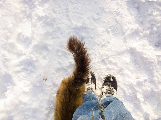 istock Feet near the cat. 505474838