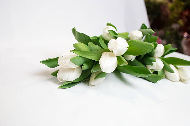 istock beautiful white tulips isolated on white background 505476378