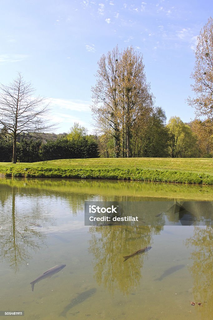 Europäische Forelle im Teich - Lizenzfrei Baum Stock-Foto