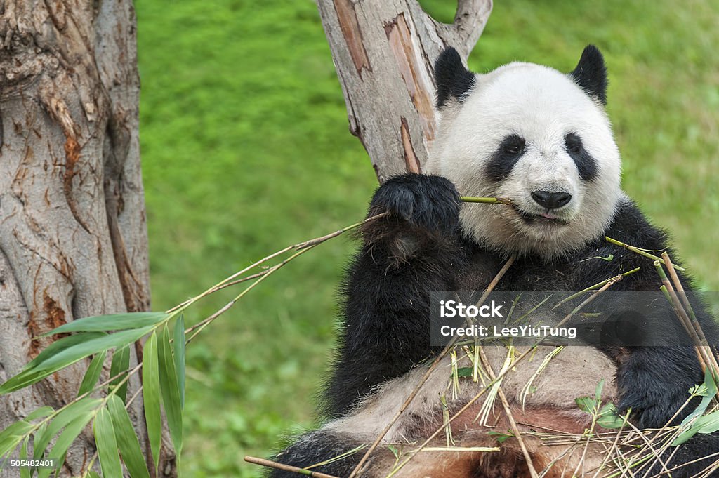 Panda Giant panda bear eating bamboo leave Bamboo - Plant Stock Photo