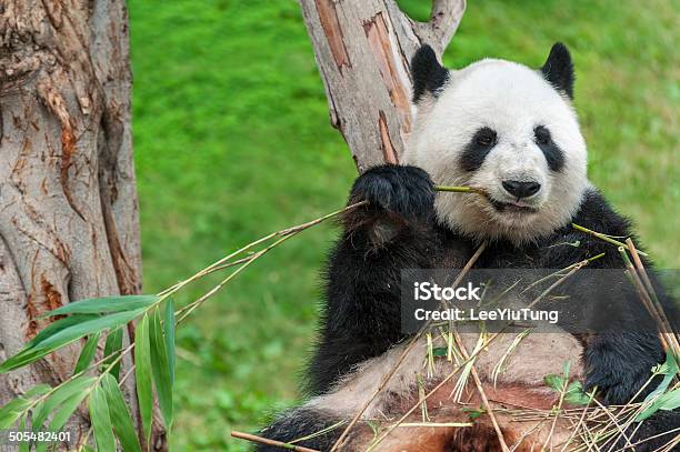 Panda Stock Photo - Download Image Now - Bamboo - Plant, Eating, Feeding