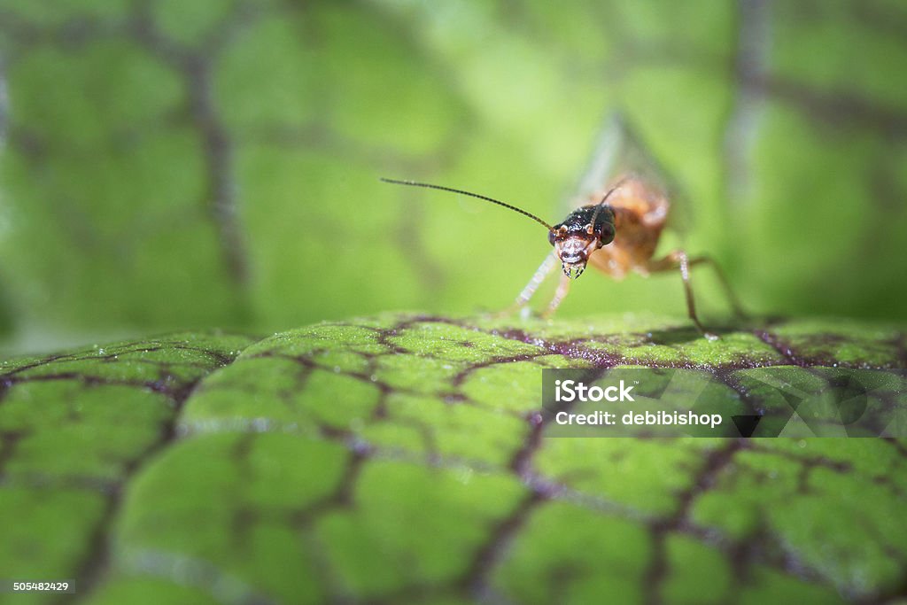Lacewing Insect Making a Stand on Mustard Green Leaf Aggression Stock Photo
