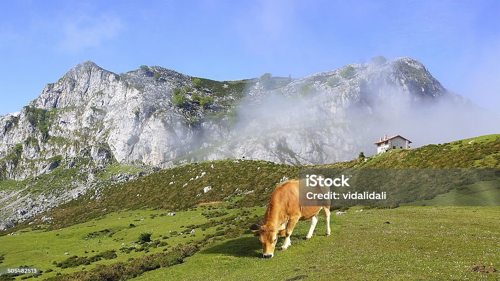 Naturaleza pintoresco paisaje con vaca. - Foto de stock de Comunidad Autónoma de Cantabria libre de derechos