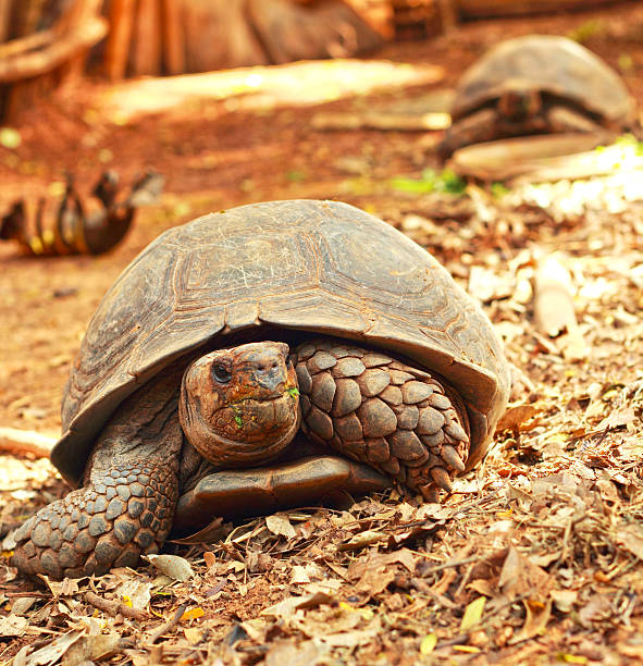 istock Crawling tortoise in the nature 505482621