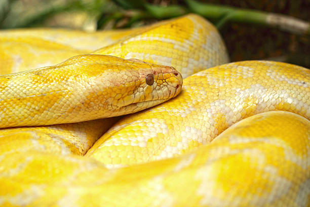 istock Albino snake on the nature 505482671