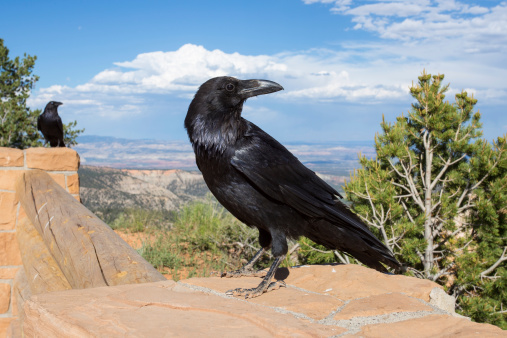Pair of ravens perched on overlook of Bryce Canyon National Park, against blue sky