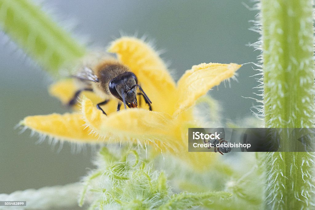 Spider & Honeybee in Standoff on a Squash Flower Blossom Squash - Vegetable Stock Photo