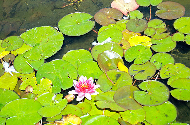 istock Lily Pads And A Water Lily In A Pond 505483325