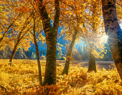 Backlit oak trees with autumn colors in Yosemite National Park, CA