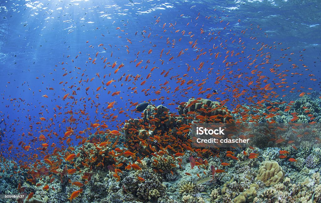 Orange fish on Coral Reef Fairy Basslets ( Orange Color Stock Photo