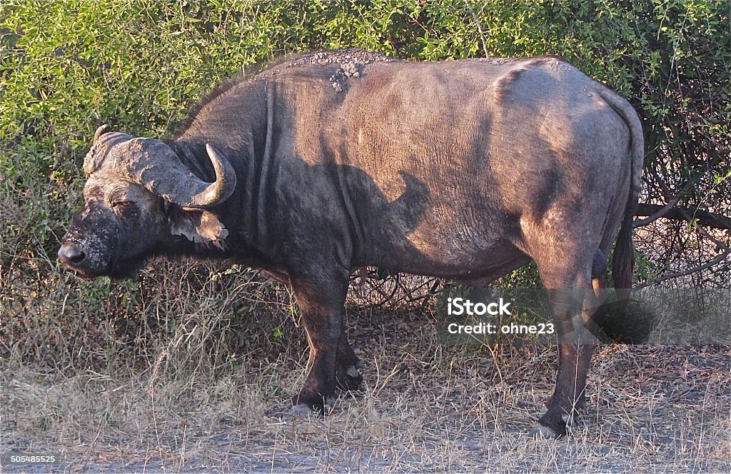 Water buffalo Water Buffalo in Chobe National Park, Botswana.  Africa Stock Photo