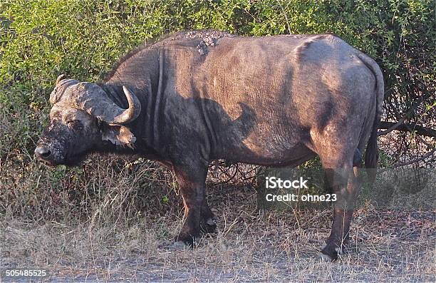 Water Buffalo Stock Photo - Download Image Now - Africa, Animal Wildlife, Animals In The Wild