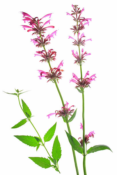 Mexican giant hyssop (Agastache mexicana) Mexican giant hyssop (Agastache mexicana, Syn Cedronella mexicana), flowering plant isolated in front of white background agastache stock pictures, royalty-free photos & images