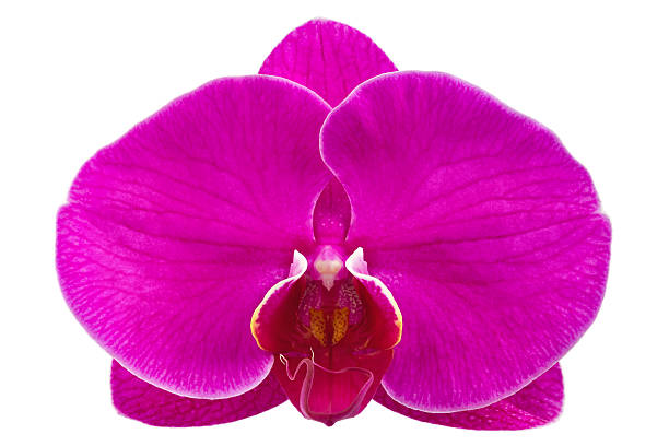 istock Flower lilac orchid. 505488877