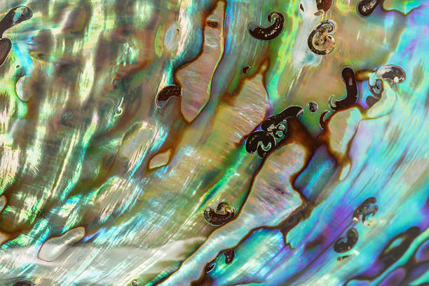 istock Close up Background of blue, green and purple abalone shell 505488895