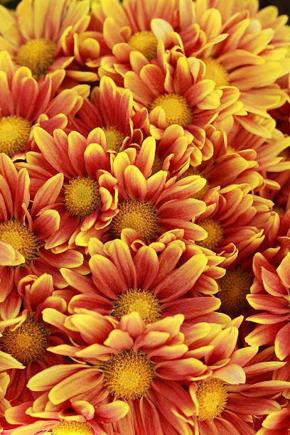 istock Gerbera flowers in the garden 505489119