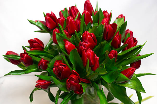 istock Bouquet of red tulips isolated on white background 505489222