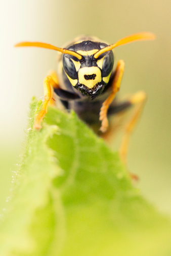 Intimidating Hornet Yellow Jacket Wasp Closeup