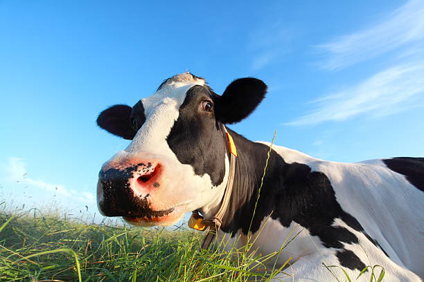 istock funny cow head close up 505489696