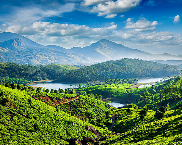 plantações de chá e rio em trampolins - munnar imagens e fotografias de stock