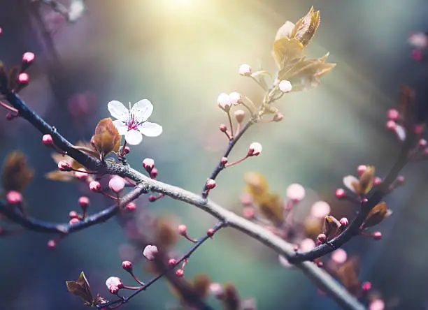Colorful spring background with blooming cherry branch.