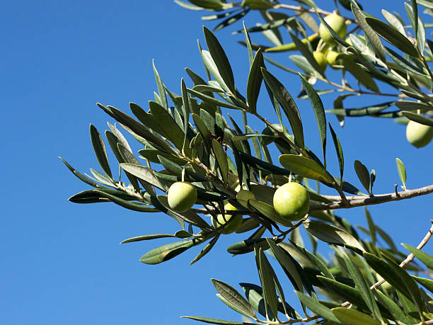 Ramo de oliveira com frutas de azeite - fotografia de stock