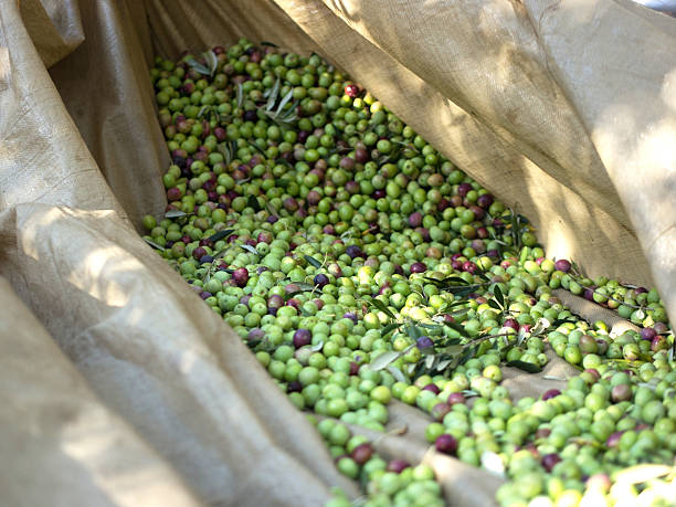 Seleção de bagaço de frutos no chão - fotografia de stock