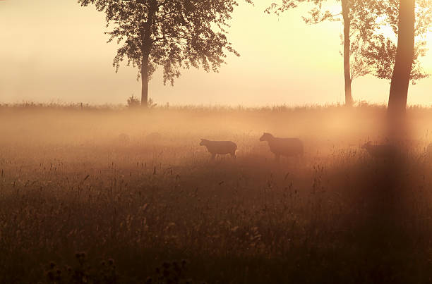 istock sheep in grass at misty sunrise 505495396
