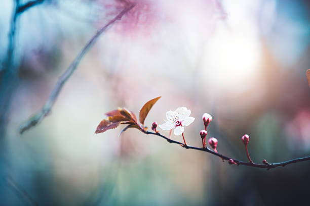 branche de cerisier en fleurs - vibrant color horizontal japan branch photos et images de collection