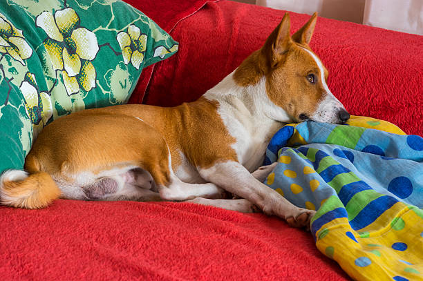 istock Basenji having rest on a favorite place on the bed 505495828