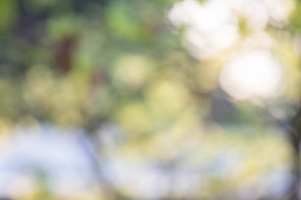 istock green natural bokeh,blurred bokeh. 505496042