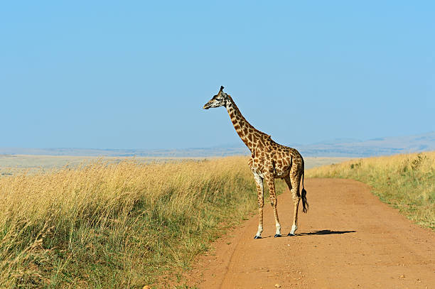 istock Giraffe in the African savannah 505496370