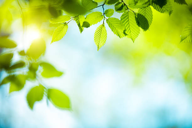 hojas verdes frescas - primavera estación fotos fotografías e imágenes de stock